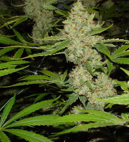 leci-me-marihuana_2008_03_03.jpg